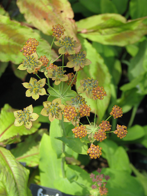 Buplèvre à feuilles allongées
