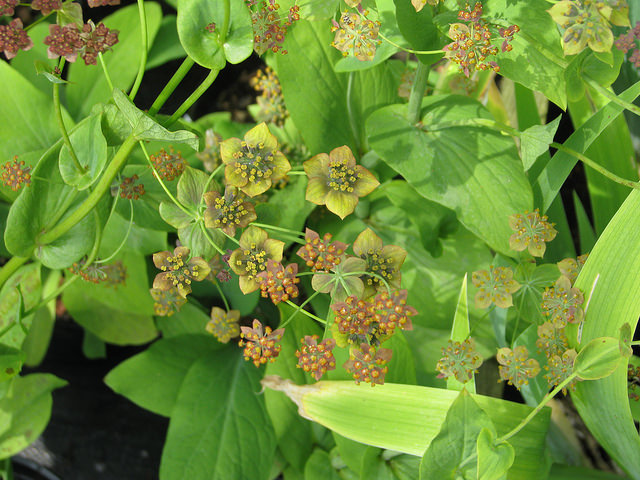 Buplèvre à feuilles allongées
