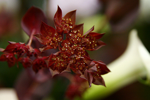 Buplèvre à feuilles rondes (Bupleurum rotundifolium)