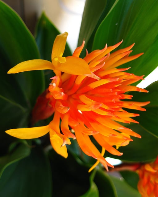 Burbidgea schizocheila (Burbidgea schizocheila)