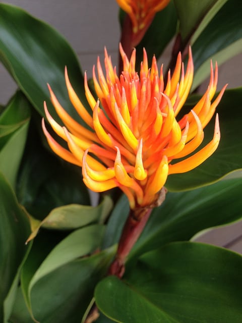 Burbidgea schizocheila