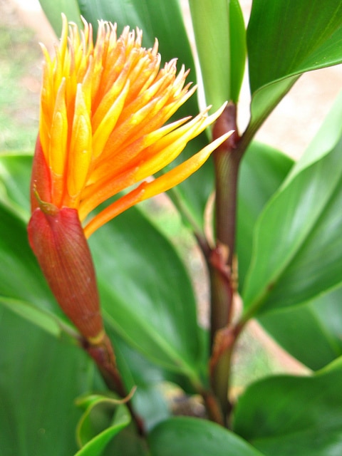 Burbidgea schizocheila