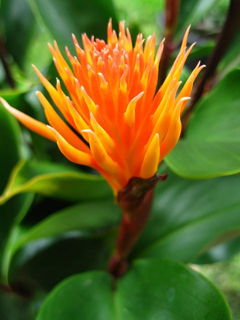 Burbidgea schizocheila
