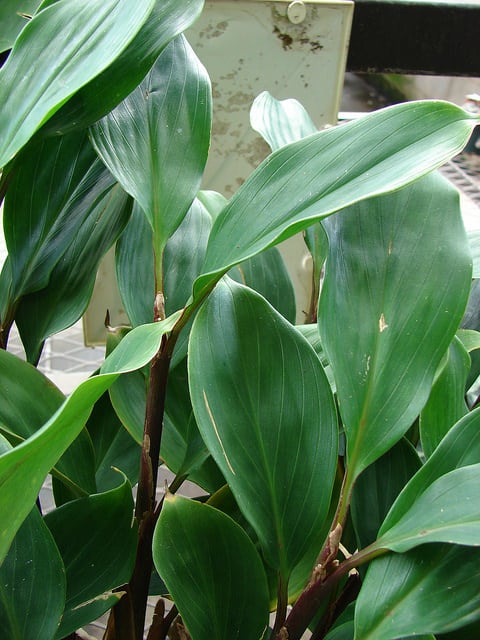 Burbidgea schizocheila