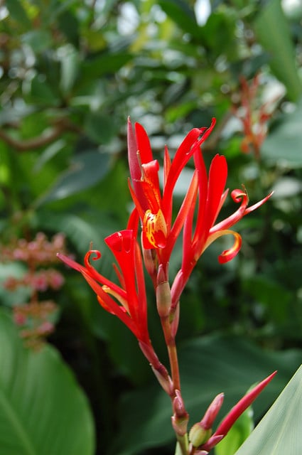 Burbidgea schizocheila