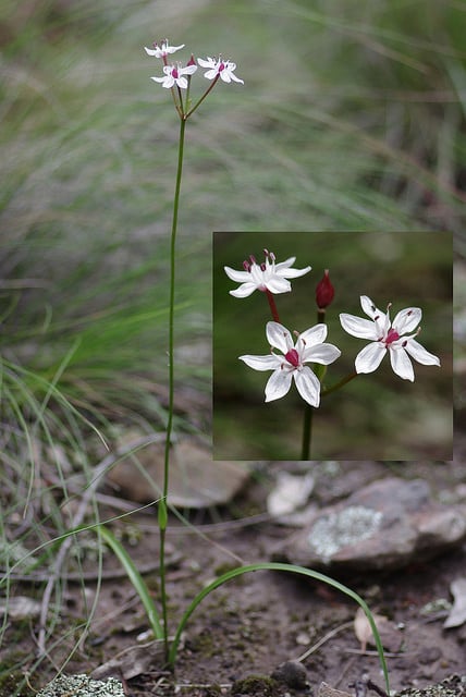 Burchardia umbellata (Burchardia umbellata)