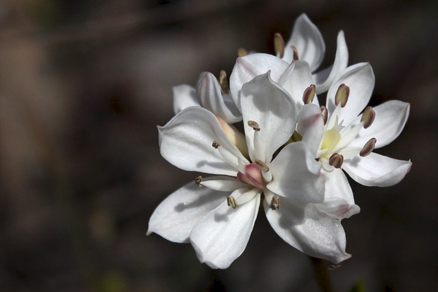 Burchardia umbellata