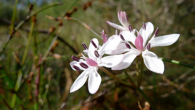 Burchardia umbellata