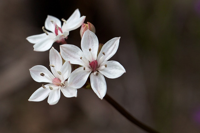 Burchardia umbellata