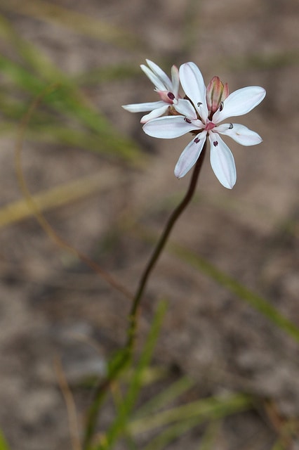 Burchardia umbellata