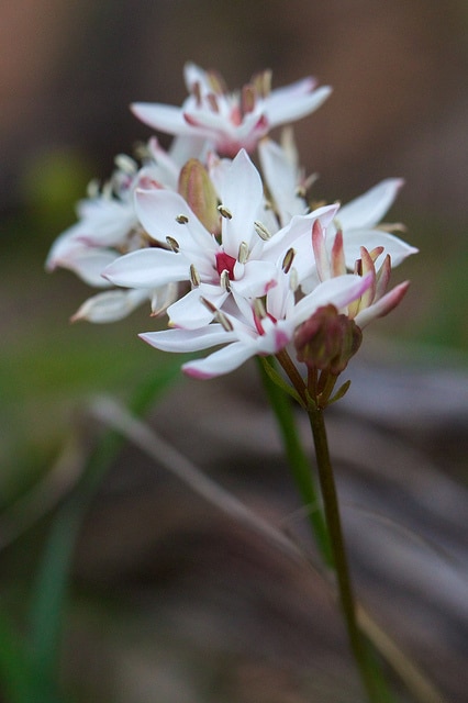 Burchardia umbellata