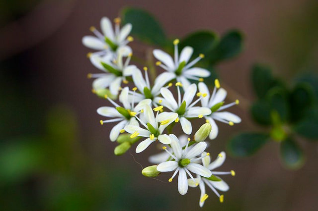 Bursaria spinosa