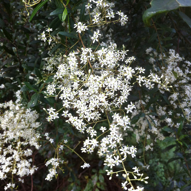 Bursaria spinosa
