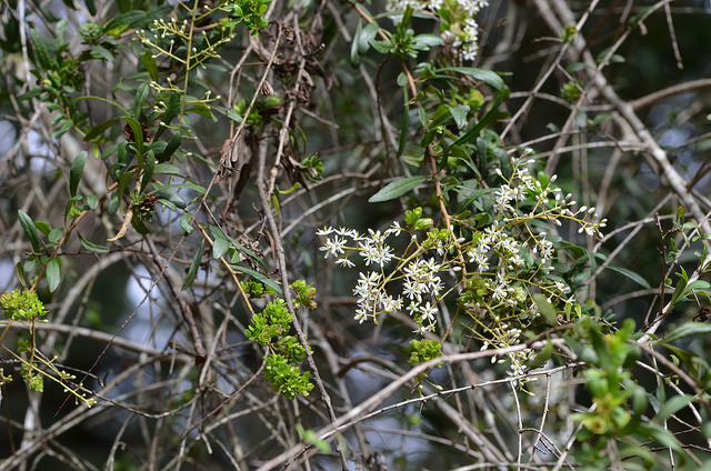 Bursaria spinosa