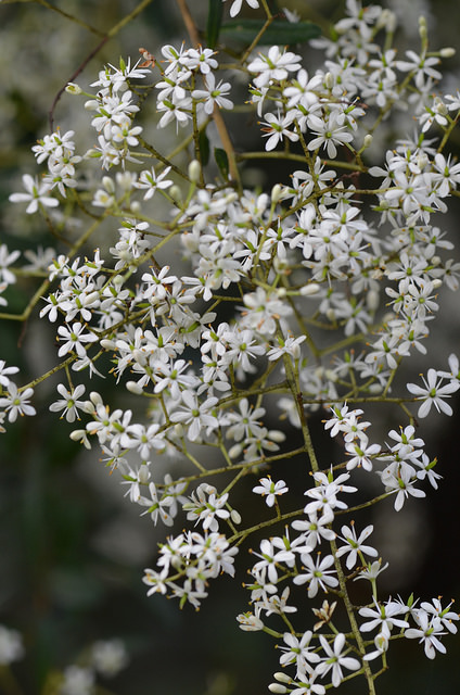 Bursaria spinosa