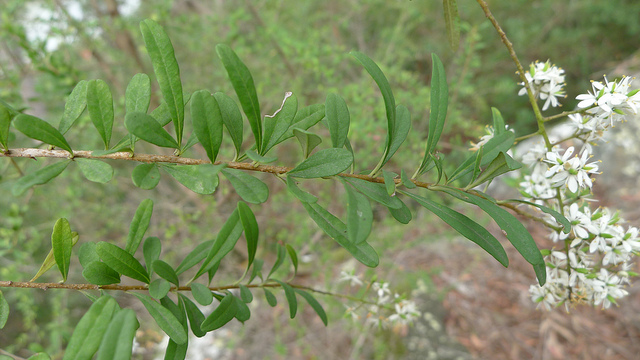 Bursaria spinosa