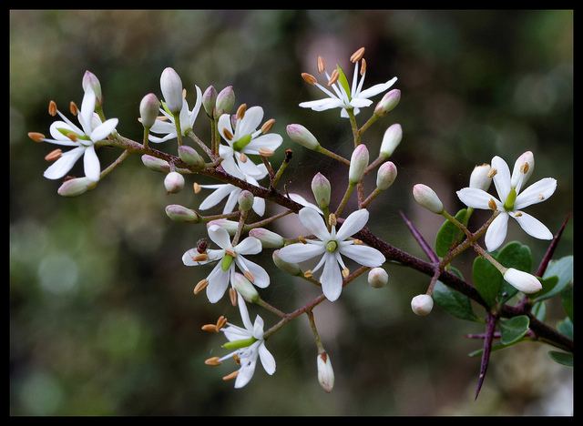 Bursaria spinosa
