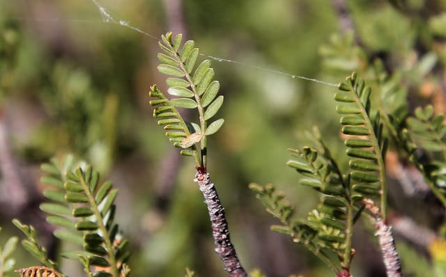 Bursera microphylla