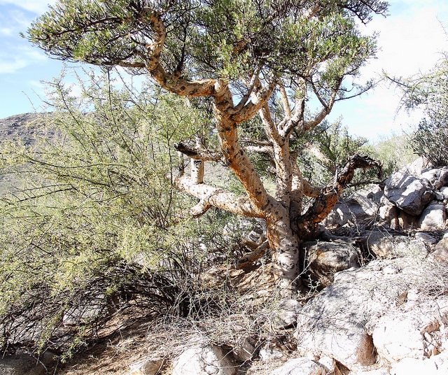 Bursera microphylla