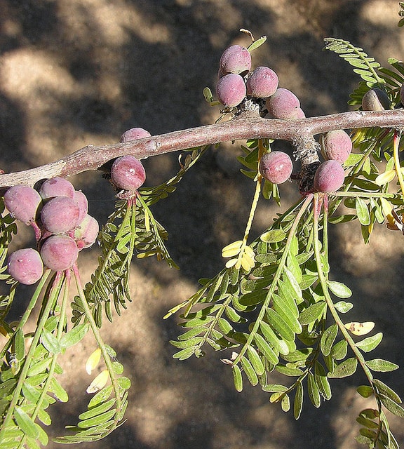 Bursera microphylla
