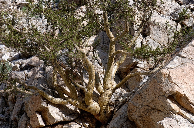 Bursera microphylla
