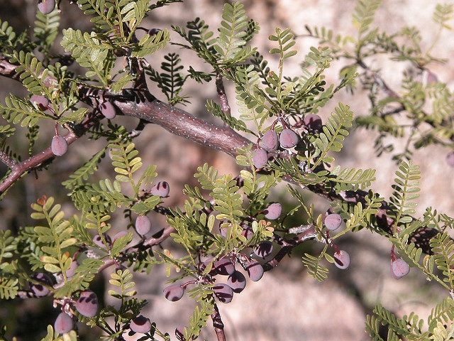 Bursera microphylla (Bursera microphylla)
