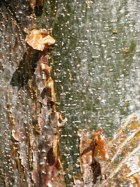 Bursera simaruba