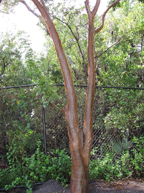 Bursera simaruba