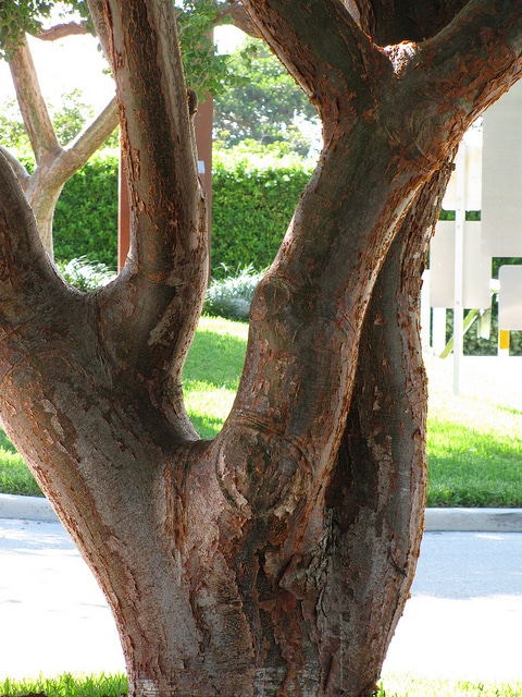 Bursera simaruba