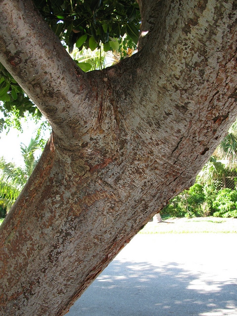 Bursera simaruba