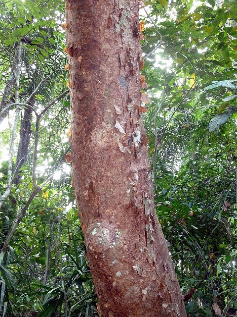 Bursera simaruba