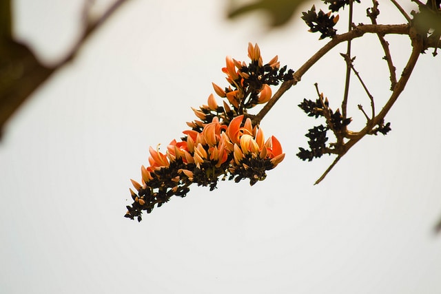 Butea monosperma