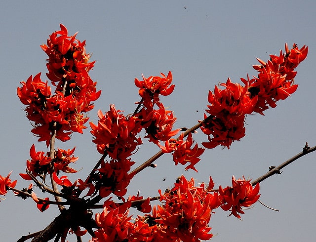 Butea monosperma