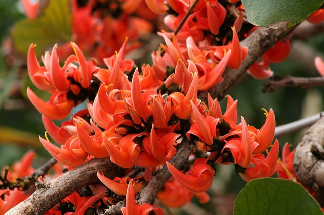 Butea monosperma