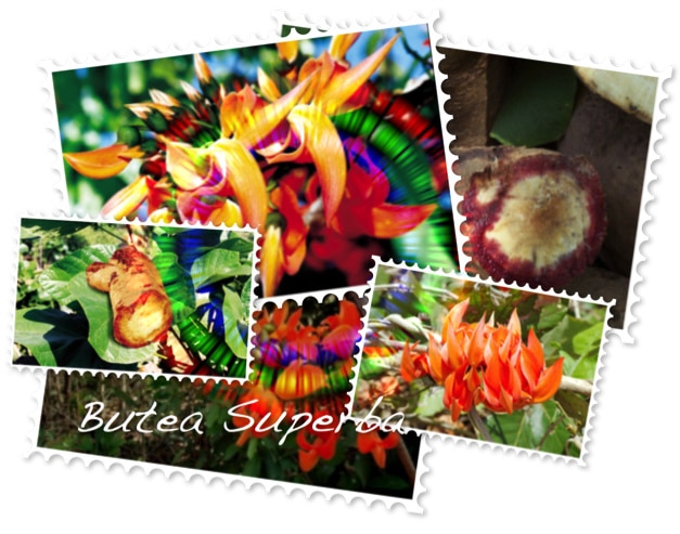 Butea superba
