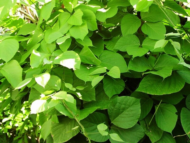 Butea superba (Butea superba)