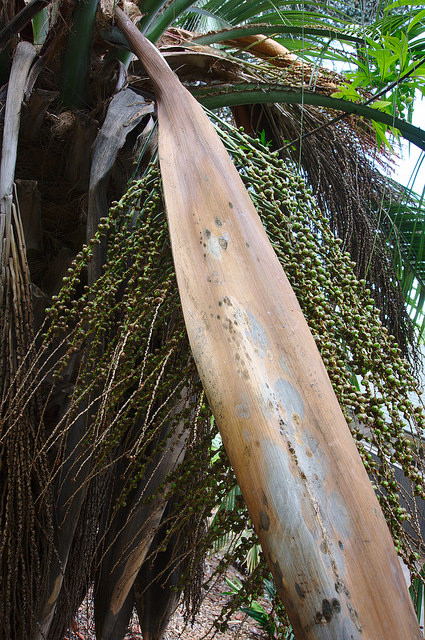 Arbre à laque