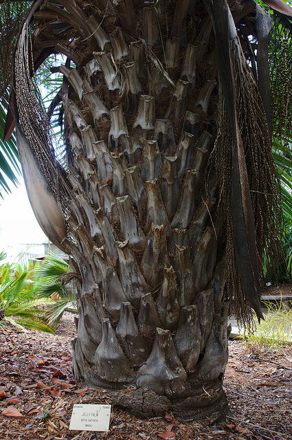 Arbre à laque