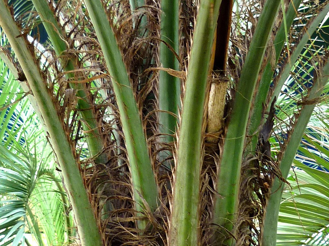 Arbre à laque (Butia capitata)