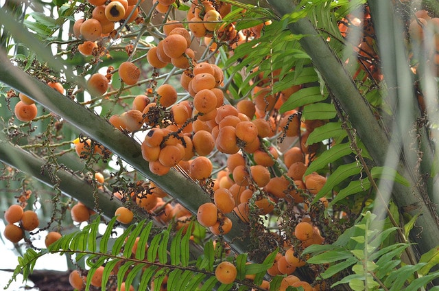 Butia laineux