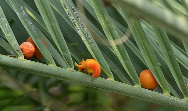 Butia laineux