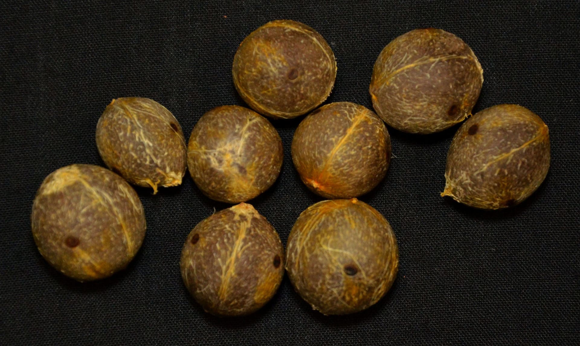 Butia laineux