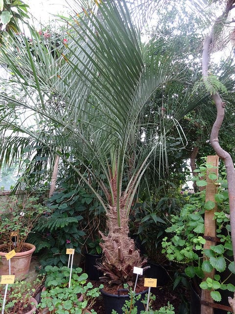 Butia laineux