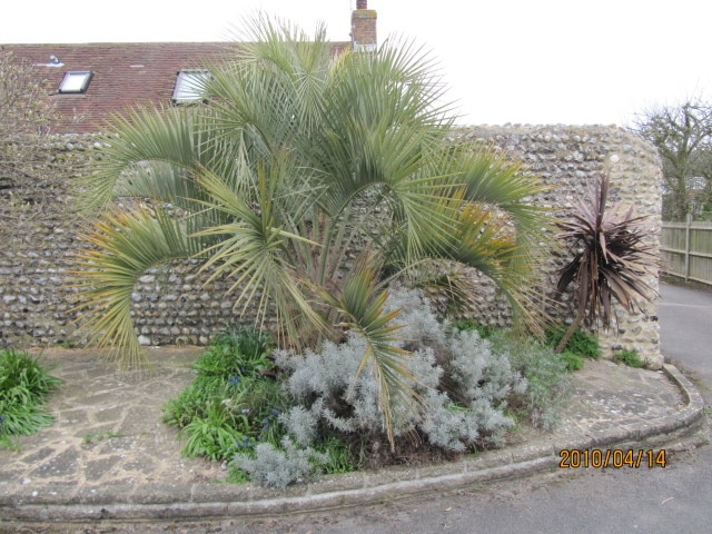 Butia laineux (Butia eriospatha)