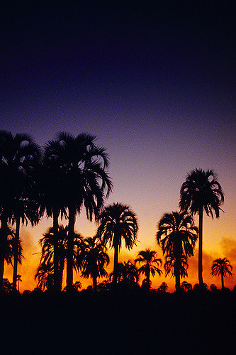 Butia argentin (Butia yatay)