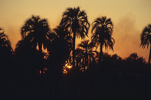Butia argentin