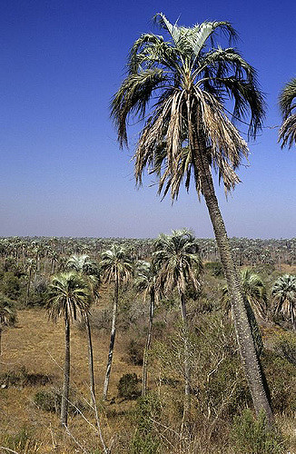 Butia argentin