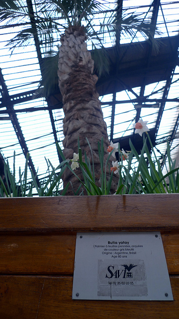 Butia argentin