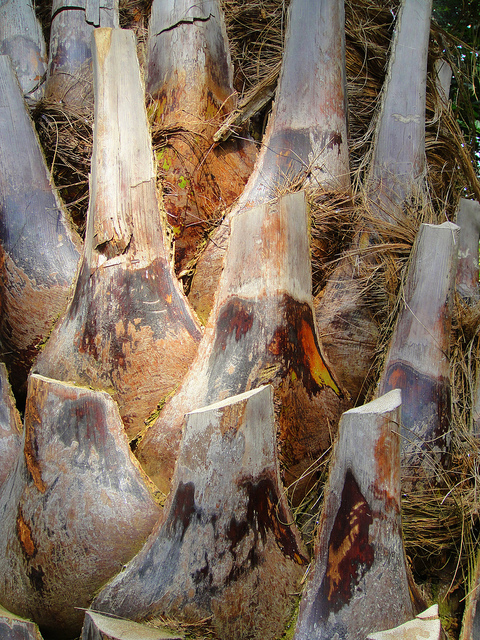 Butia argentin