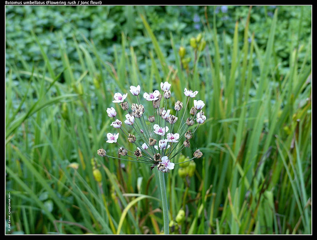 Jonc fleuri (Butomus umbellatus)